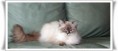 /album/benson/benson-03-jpg/